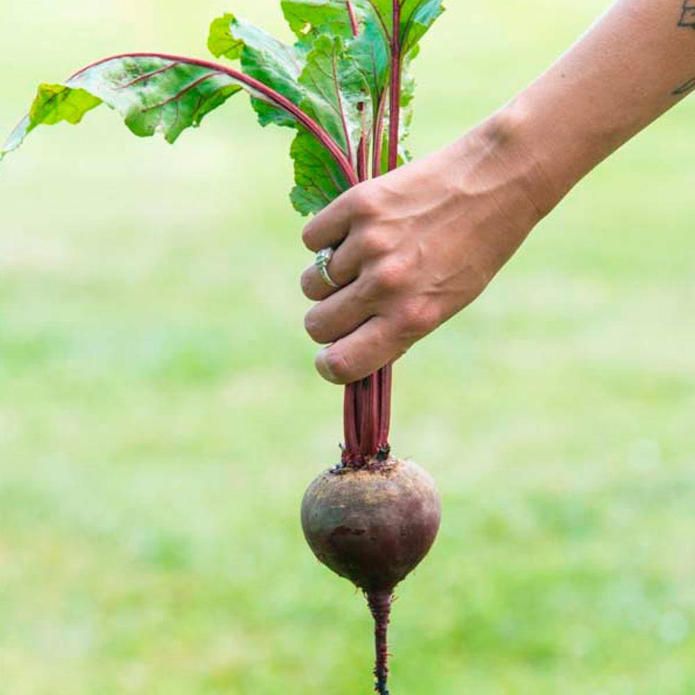 Gurney's Beet Red Titan Hybrid 15 ft. Seed Tape